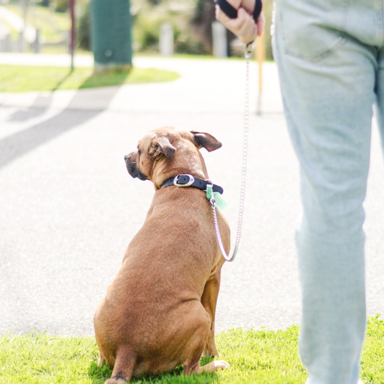 Guide Dogs Australia